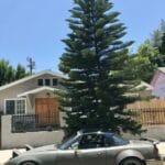 CarbonMiata GT Wing (Type 2) for NA, NB & NC